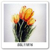 SSL11816